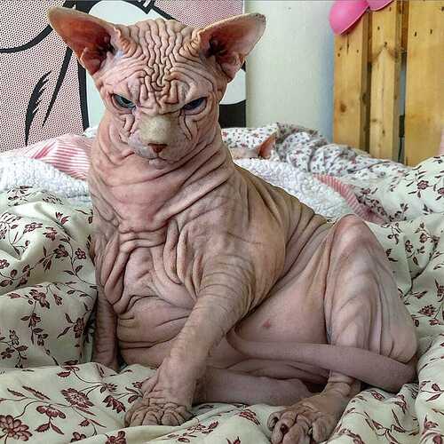 hairless fat cat