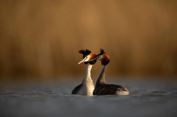 17588393494066882767297949159875