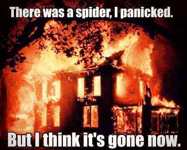 i panicked i saw a spider